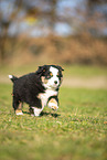 Miniature Australian Shepherd Welpe