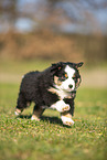 Miniature Australian Shepherd Welpe