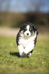 Miniature Australian Shepherd Welpe