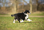 Miniature Australian Shepherd Welpe