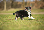 Miniature Australian Shepherd Welpe
