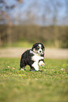 Miniature Australian Shepherd Welpe