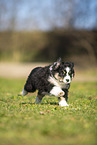 Miniature Australian Shepherd Welpe