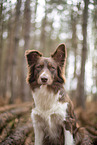 Miniature Australian Shepherd