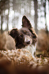 Miniature Australian Shepherd