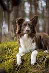 Miniature Australian Shepherd