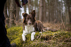 Miniature Australian Shepherd