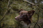 Miniature Australian Shepherd