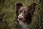 Miniature Australian Shepherd
