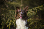 Miniature Australian Shepherd
