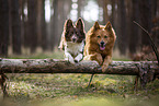 Miniature Australian Shepherd