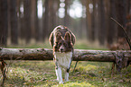 Miniature Australian Shepherd
