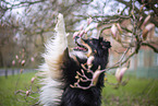 Miniature Australian Shepherd
