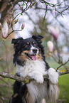 Miniature Australian Shepherd