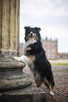 Miniature Australian Shepherd