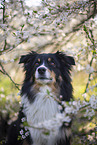Miniature Australian Shepherd