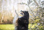 Miniature Australian Shepherd