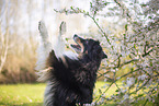 Miniature Australian Shepherd