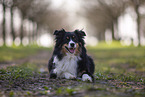 Miniature Australian Shepherd