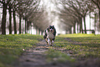 Miniature Australian Shepherd