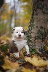 Miniature Australian Shepherd Welpe