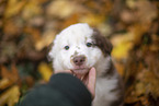 Miniature Australian Shepherd Welpe