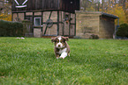 Miniature Australian Shepherd Welpe