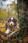 Miniature Australian Shepherd Welpe