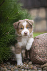 Miniature Australian Shepherd Welpe