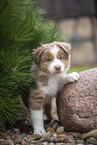 Miniature Australian Shepherd Welpe