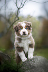 Miniature Australian Shepherd Welpe