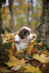 Miniature Australian Shepherd Welpe