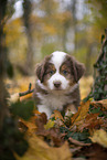 Miniature Australian Shepherd Welpe