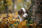 Miniature Australian Shepherd Welpe