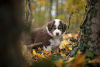 Miniature Australian Shepherd Welpe