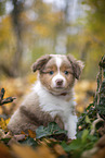 Miniature Australian Shepherd Welpe