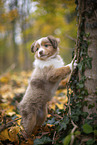 Miniature Australian Shepherd Welpe