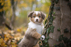 Miniature Australian Shepherd Welpe