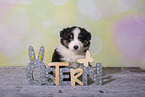 Miniature Australian Shepherd Welpe