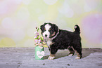 Miniature Australian Shepherd Welpe