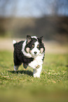 Miniature Australian Shepherd Welpe