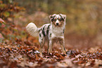 Miniature Australian Shepherd