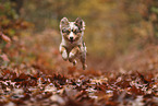 Miniature Australian Shepherd