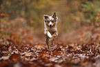 Miniature Australian Shepherd