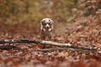 Miniature Australian Shepherd