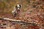 Miniature Australian Shepherd