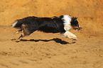 Miniature Australian Shepherd