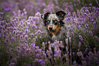 Miniature Australian Shepherd Hndin
