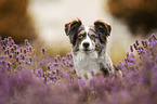 Miniature Australian Shepherd Hndin