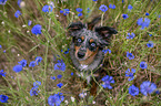 Miniature Australian Shepherd Hndin